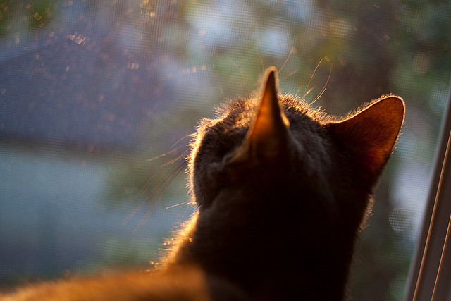 “未来之星”青少年篮球明星训练营在南昌全面铺开,挖掘青训潜力