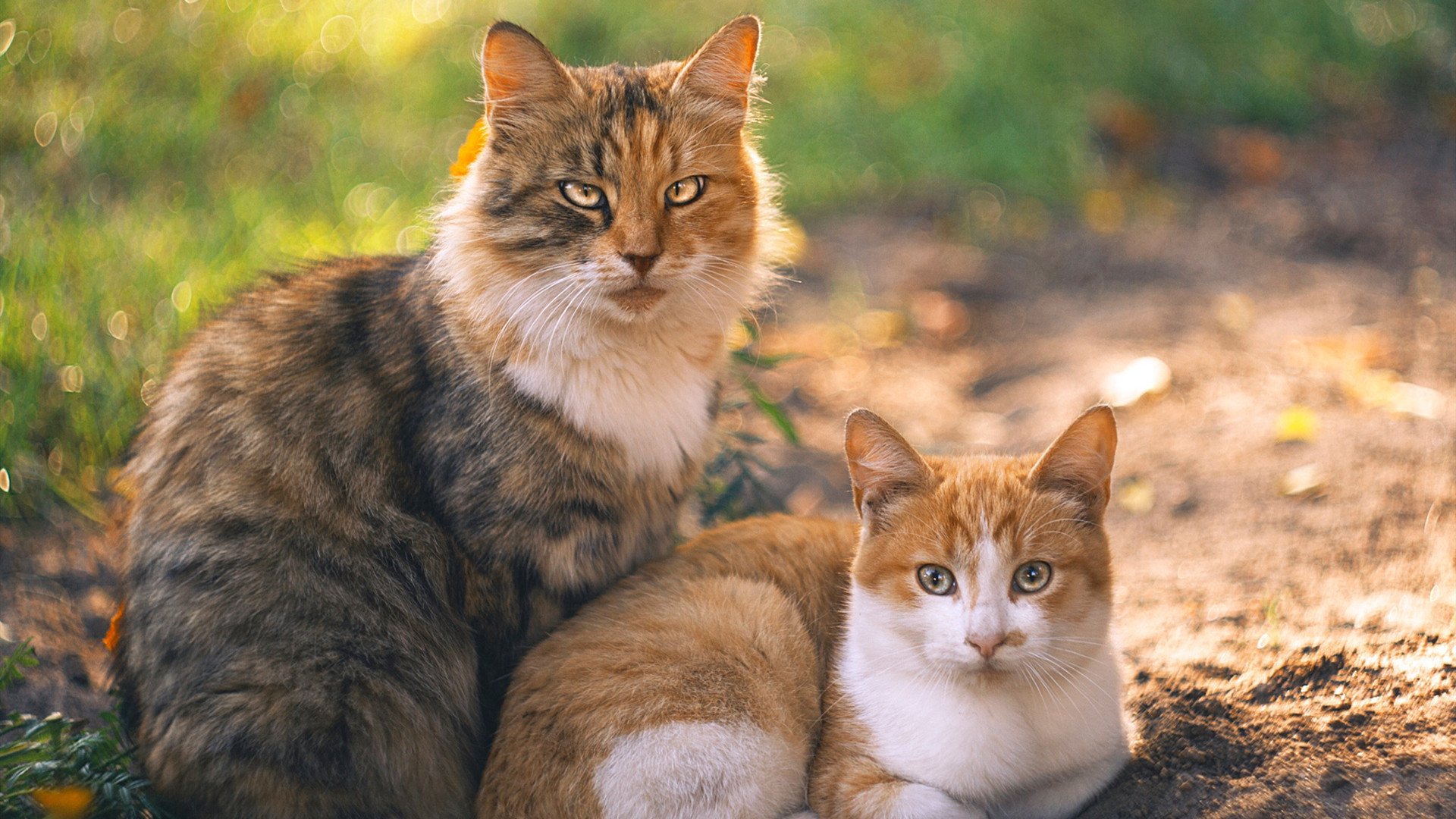“英超焦点战：豪门激战，争冠悬念再升级”，英超豪门俱乐部排名