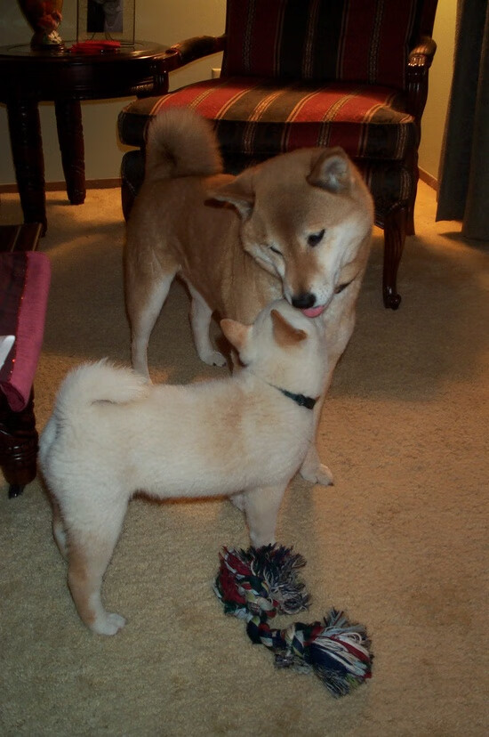 《电子竞技运动员的科学训练:让比赛更专业》,电子竞技的训练内容