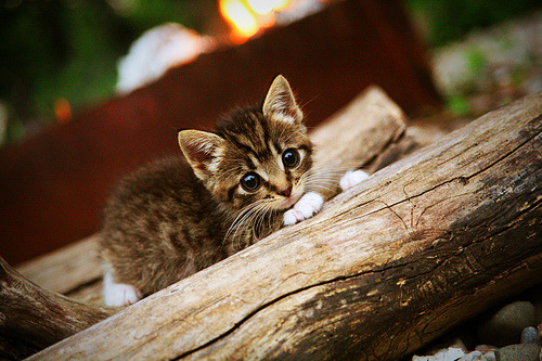 《电竞市场增长点:虚拟货币与数字资产的应用奇迹》,电竞币黑市