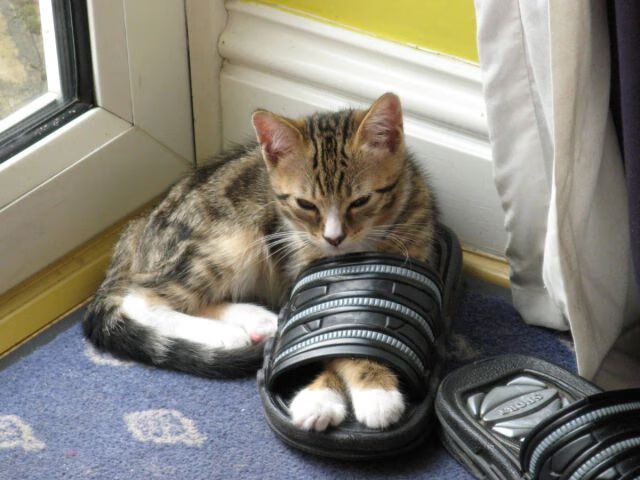 中国足球携手高校建设“足球+文化”创新平台,中国足球校园