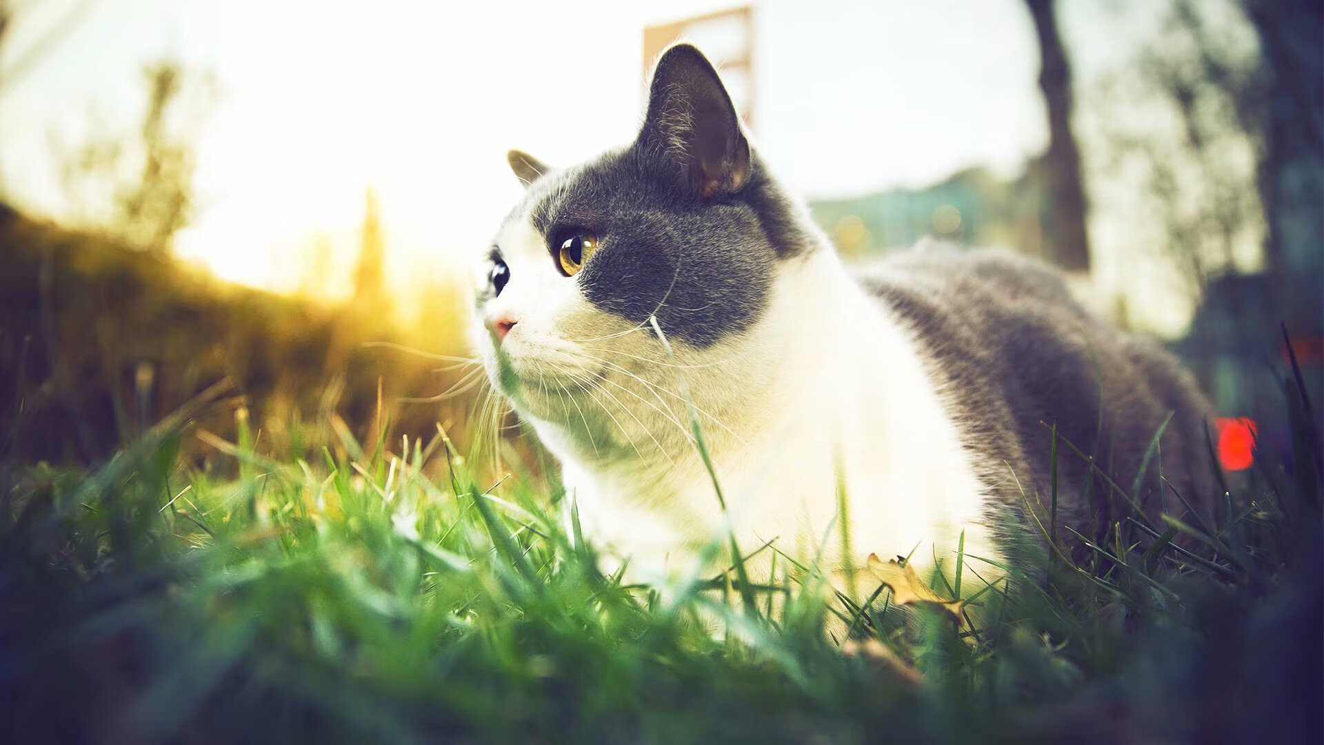 乡村篝火晚会运动会,乡土气息浓郁的运动盛典,篝火晚会活动内容