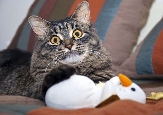 史上最大“黑马逆袭”：从零到冠军的奇迹旅程，黑马诞生 完美逆袭