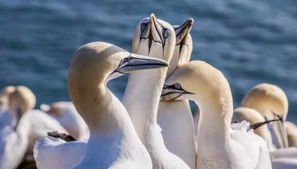 JIUYOU GAMING-中国篮球联赛引进多名海外球员，篮球队中国