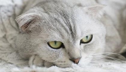 九游下载官网-斯密斯：在战术调整中贡献巨大，带领全黑队迎接新挑战，sime斯密