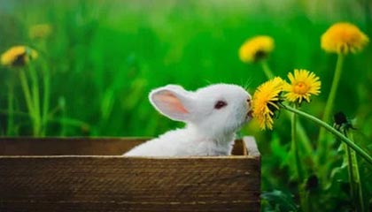 JIUYOU GAMING-中国篮球联赛引进多名海外球员，篮球队中国