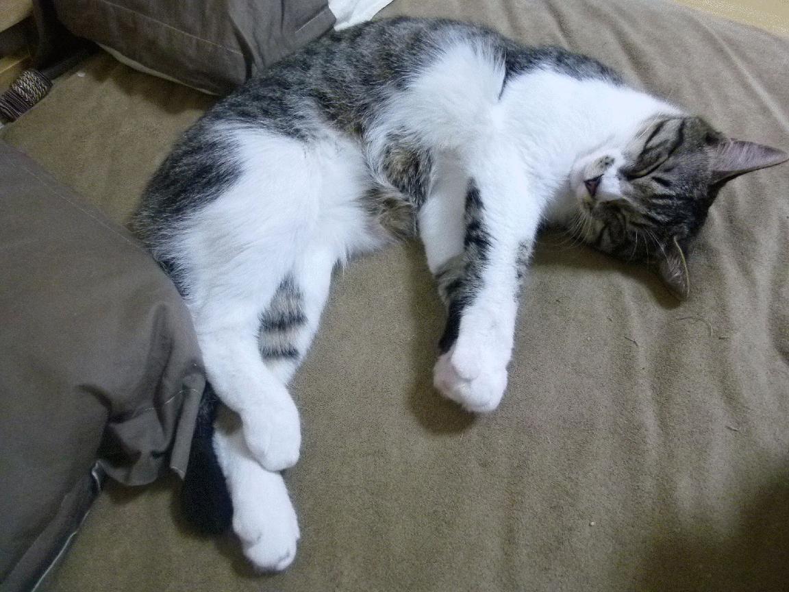 _高速刹车测试:未来汽车运动新体验_,高速刹车反应时间