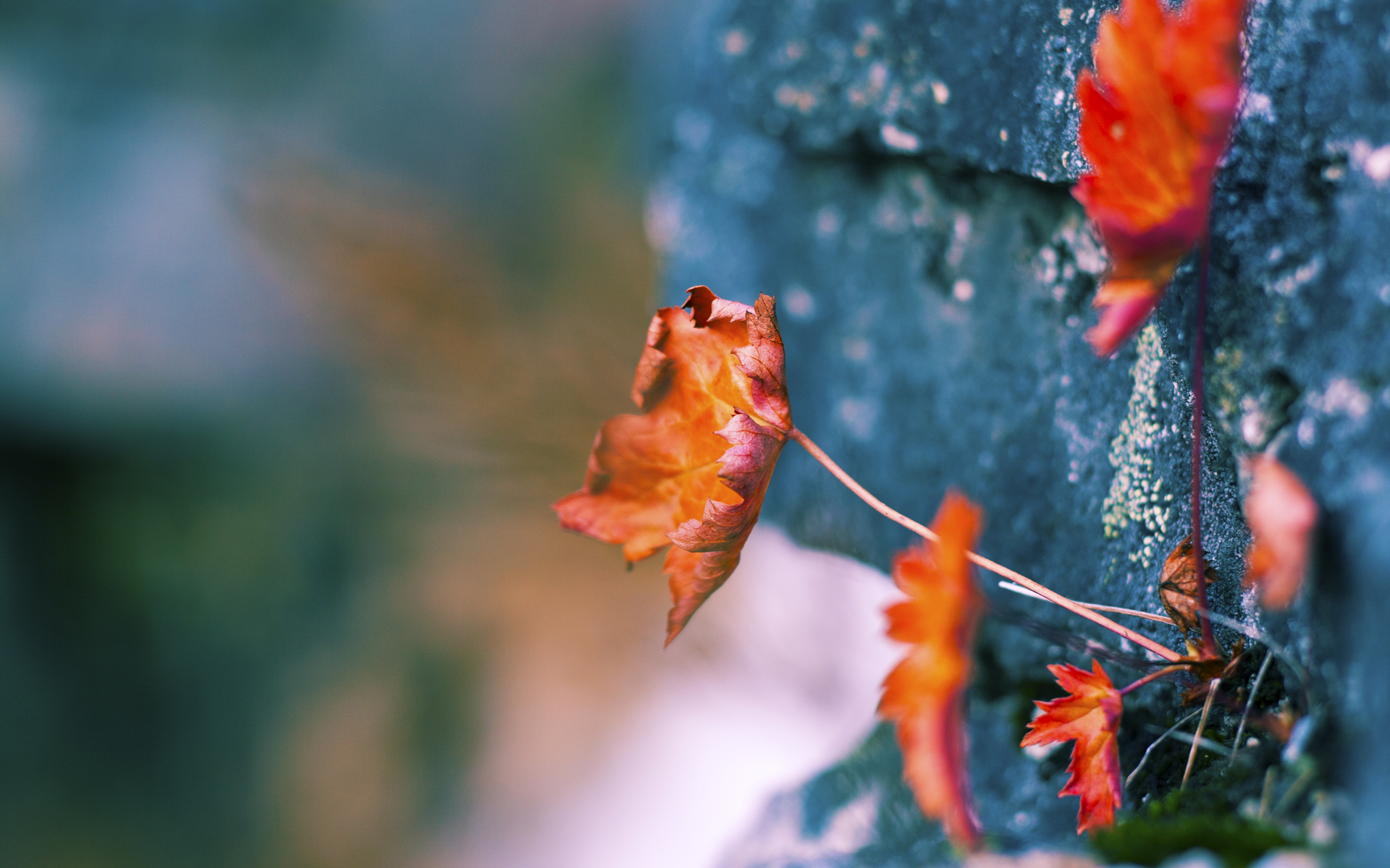 九游app下载中心-“未来之星”青少年篮球明星培养计划在长春持续展开，未来之星篮球训练营