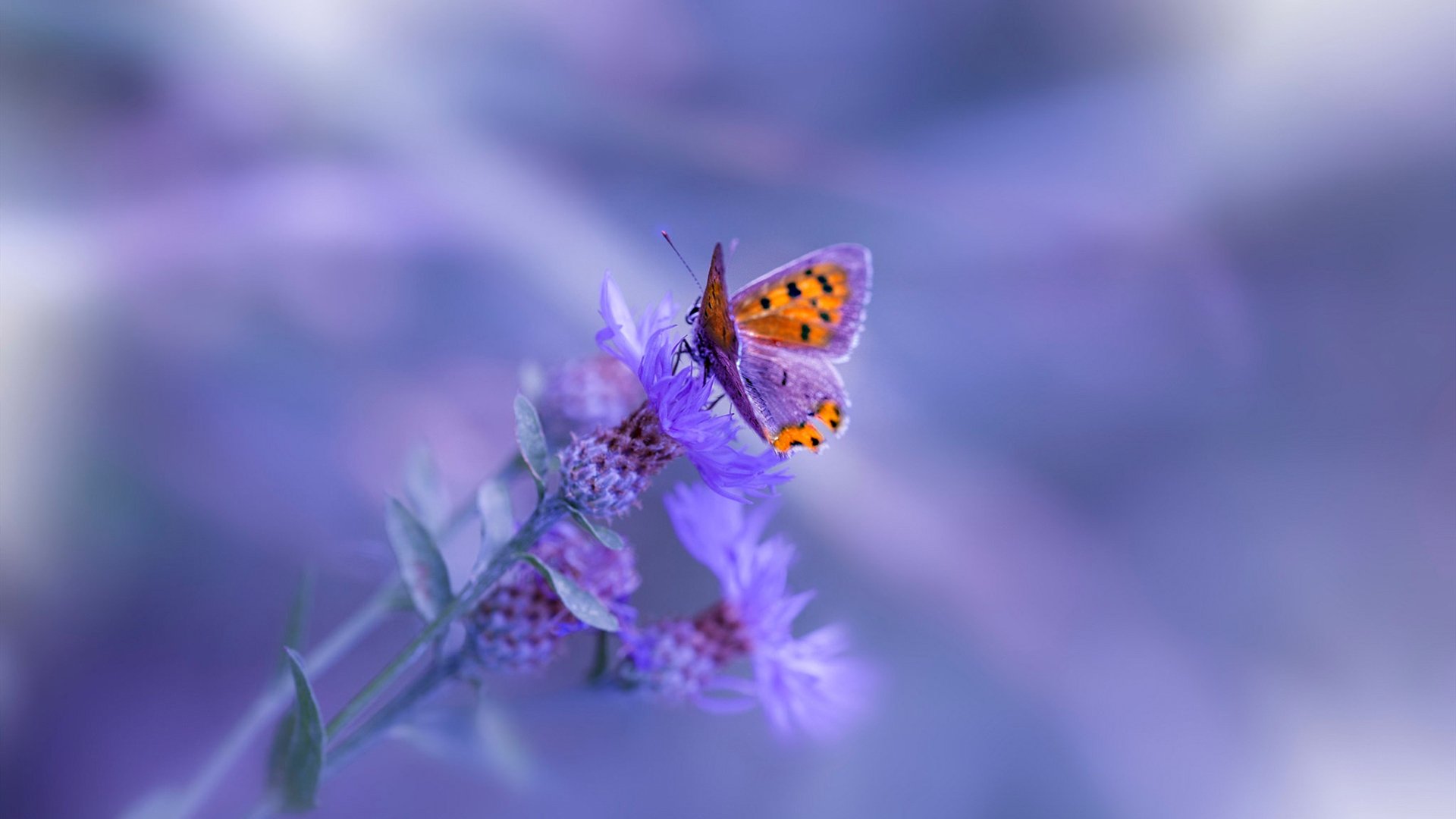 “英超联赛进入白热化,豪门争霸战一触即发”,英超 联赛