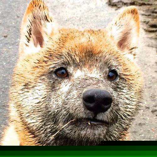 “迎难而上:极端天气中的生存与速度”,极端天气有利的一面