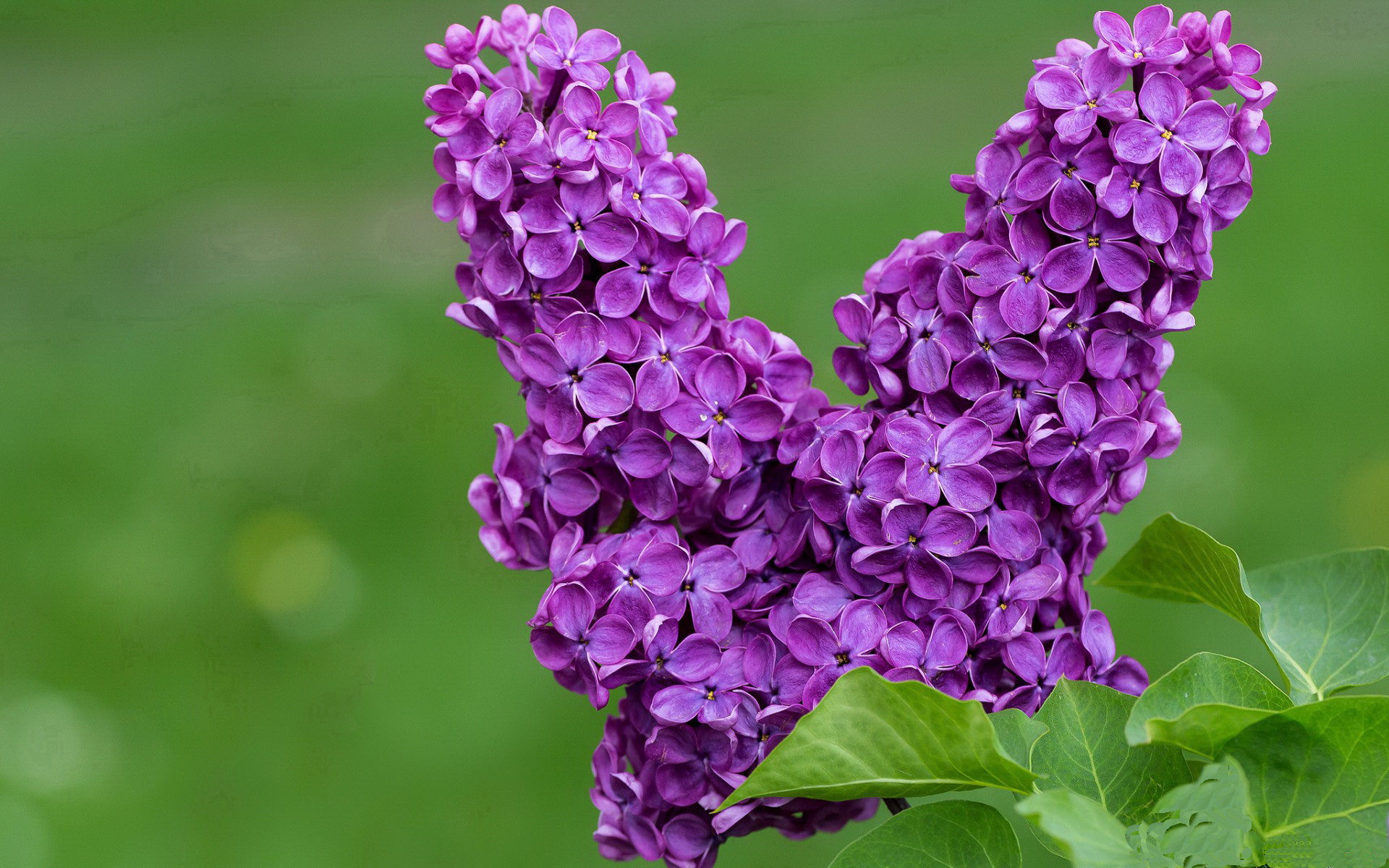 “青少年足球创新项目在全国范围内全面推广”，2020青少年足球比赛