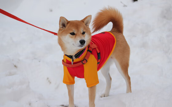 “青少年足球培养体系逐步完善，国家未来之星不断涌现”，青少年足球培养意义