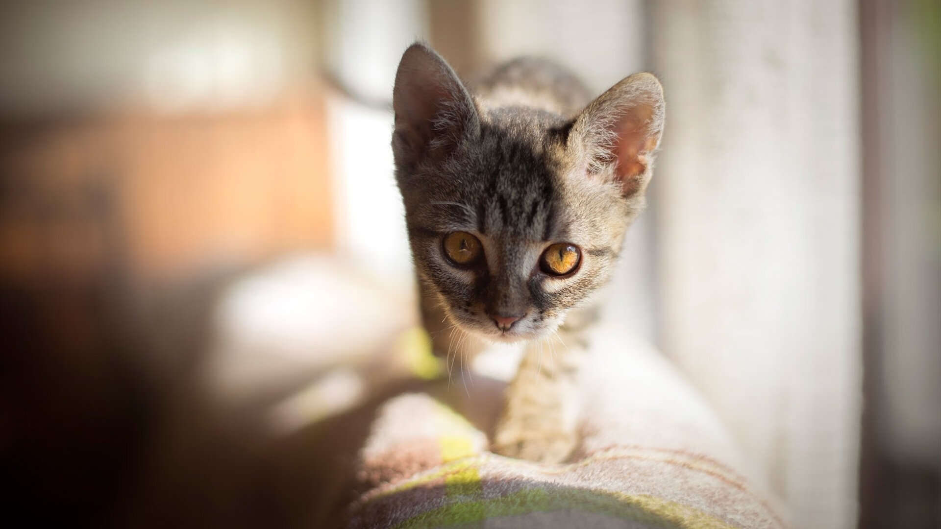 《2025英雄联盟全球总决赛,亮点集锦全景回顾》,2020英雄联盟全球总决赛百度百科