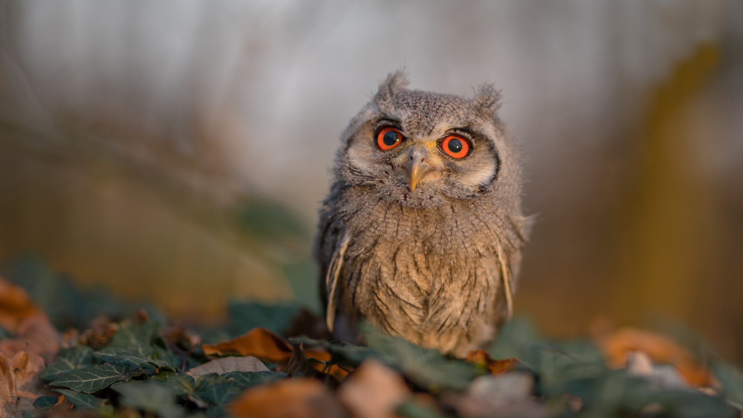 《青年电竞明星:未来之星大放异彩》,电竞年轻人