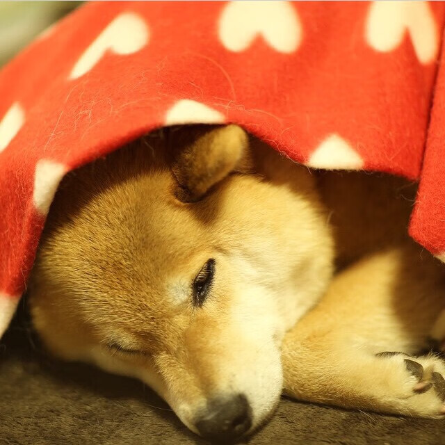 上海“篮球文化节”助推全民体育热情,上海篮球青少年比赛