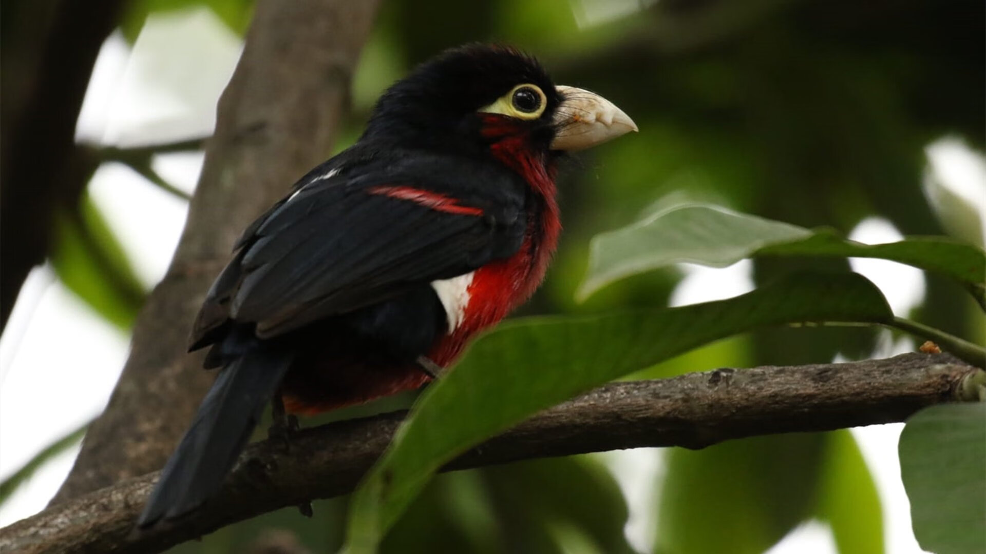 乡村传统舞狮比赛，文化的节奏与运动的激情