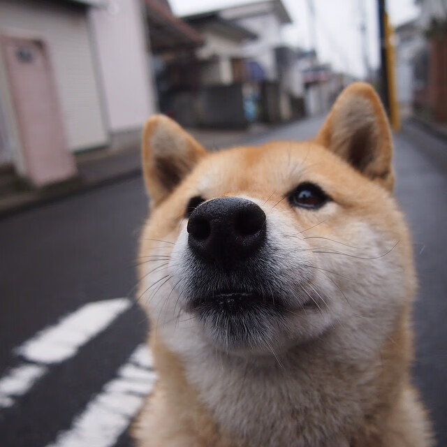 JIU YOU GAME-升级的比赛技术，竞技水平显著提升，打升级比赛